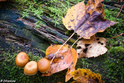 Mushrooms and Maple Leaves