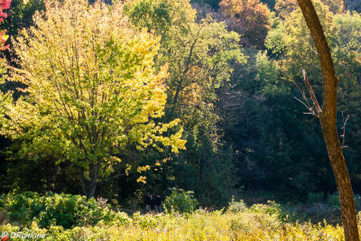 Autumn on Wilket Creek Trail II