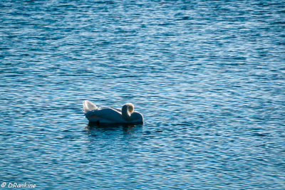 Quietude 