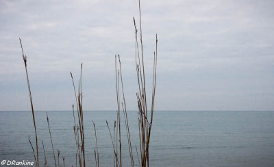 Reeds on Lake Ontario