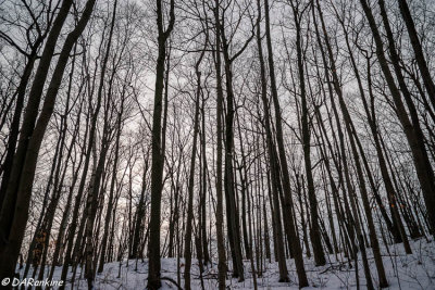 Trees