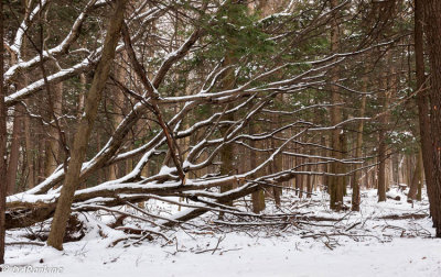 Fallen Tree