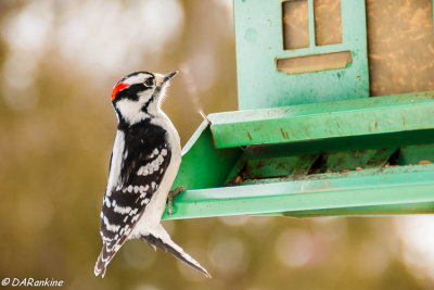 Downy Woodpecker at Bird Feeder