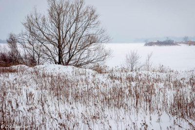 Winter's White