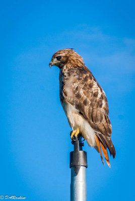 Coopers Hawk