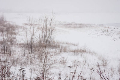 White of Winter