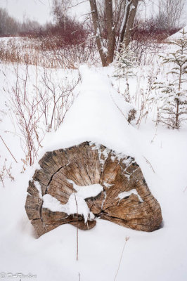 Fallen Tree