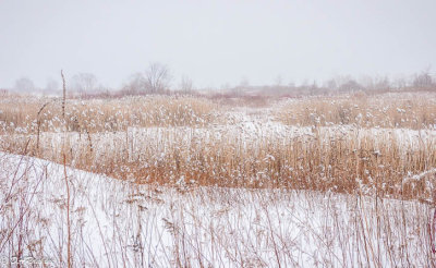 Browned Reeds in Winter