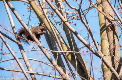 Feasting on Maple Blossoms