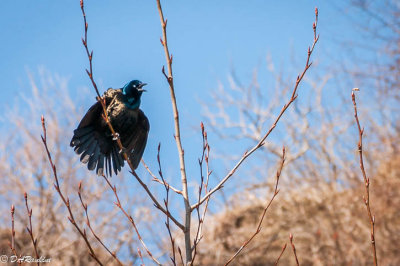 The Excited Grackle