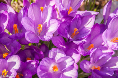 Crocus