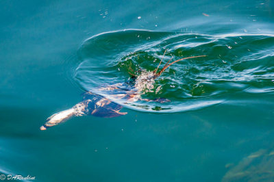 Diving Pintail Duck