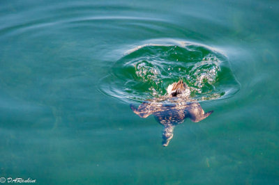 Diving Pintail Duck