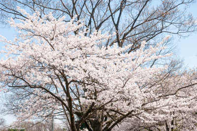 Sakura Cherry and Maple Tree