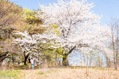 Sakura Cherry Tree