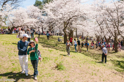 Selfie and the Cherry Trees