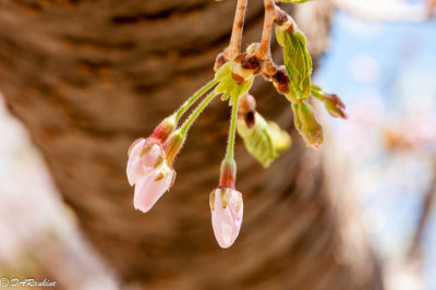 Three Cherry Blossoms
