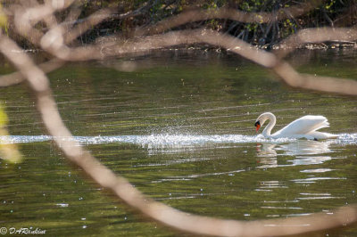 Swan in a Chase