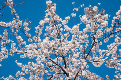 Sakura Cherry Blossoms