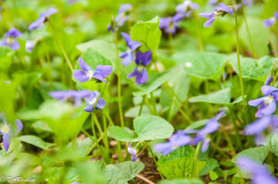 Wooly Blue Violets