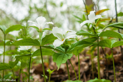 Spring brings a patch of trilliums to High Park