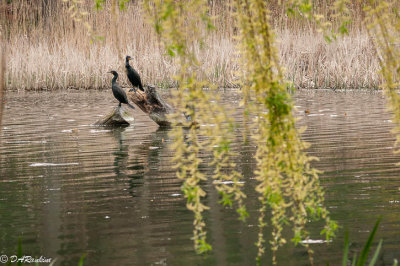 Cormorants of Grenadier Pond