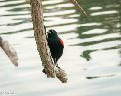 Redwinged Blackbird