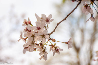 Sakura Cherry Blossoms
