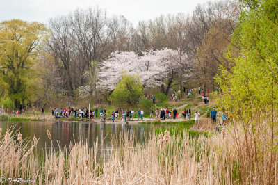 They came out for the cherry blossoms
