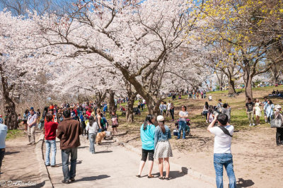 The Cherry Trees