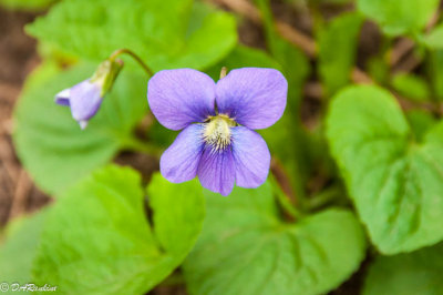 Wooly Violet