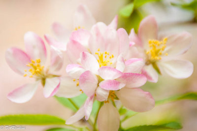 Apple Blossoms