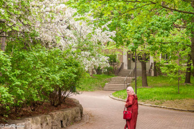 Apple Blossoms at Ryerson University