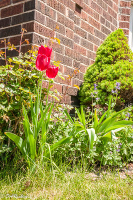 Tulips