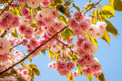 Cherry Blossoms