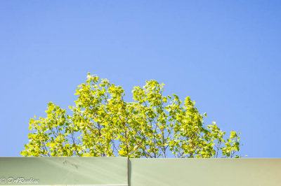 Green on Blue