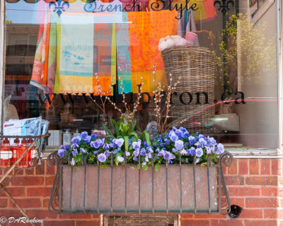 Petunas for Display Window