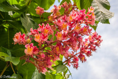 Chestnut Blossoms