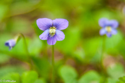 Wooly Violets in High Park