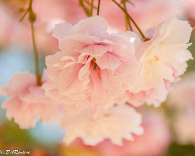 Cherry Blossoms