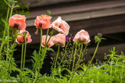 Poppies