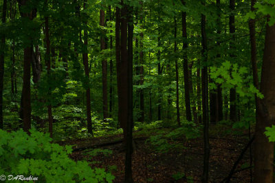 Brookbanks Park