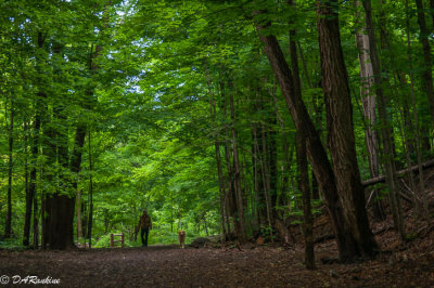 The Green of Spring