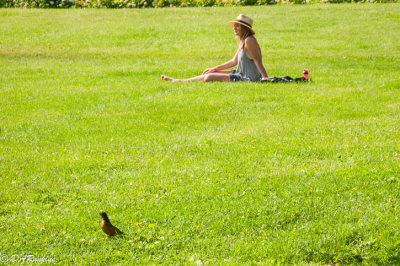Robin and the Lady