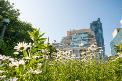 Daisies and Condo