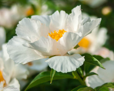 Peony with Yellow