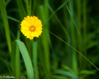 Tickseed in Grass