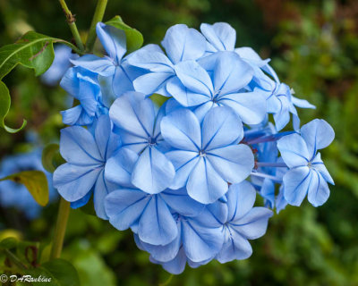 Blue Plumbago