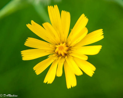 Yellow Goatsbeard