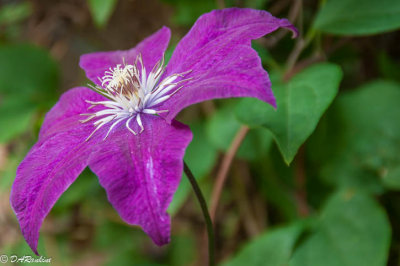 Clematis